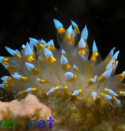 Image result for Janolus barbarensis. Size: 176 x 185. Source: diver.net