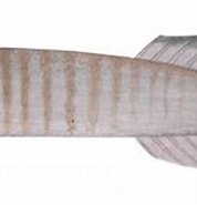 Afbeeldingsresultaten voor Aspasmichthys ciconiae. Grootte: 178 x 105. Bron: fishillust.com