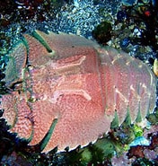 Afbeeldingsresultaten voor "ibacus Ciliatus". Grootte: 176 x 185. Bron: izuohshima-diving.com