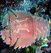 Afbeeldingsresultaten voor Ibacus ciliatus Verwante Zoekopdrachten. Grootte: 180 x 185. Bron: izuohshima-diving.com