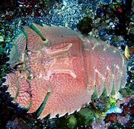 Afbeeldingsresultaten voor "ibacus Ciliatus". Grootte: 192 x 185. Bron: izuohshima-diving.com