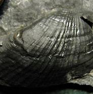 Afbeeldingsresultaten voor Anomalodesmata. Grootte: 184 x 185. Bron: www.thefossilforum.com