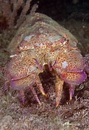 Image result for "scyllarides Delfos". Size: 128 x 185. Source: www.ryanphotographic.com