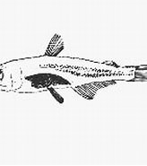 Afbeeldingsresultaten voor Scopelarchus michaelsarsi Stam. Grootte: 164 x 129. Bron: www.fishbase.se