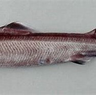 Image result for "deania Profundorum". Size: 188 x 111. Source: www.fishbase.se