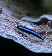 Image result for Elacatinus evelynae Klasse. Size: 174 x 185. Source: fishbiosystem.ru