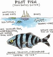 Image result for Pilot Fish Order. Size: 174 x 185. Source: seahistory.org