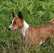 Billedresultat for World Dansk Fritid Husdyr hunde racer Spidshunde Basenji. størrelse: 189 x 185. Kilde: www.dkk.dk
