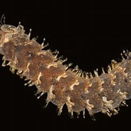 Lepidonotus Leius Geslacht に対する画像結果.サイズ: 185 x 185。ソース: www.aphotomarine.com