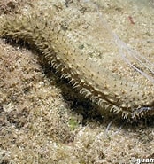 Afbeeldingsresultaten voor Holothuria Olivacea. Grootte: 174 x 185. Bron: www.guamreeflife.com