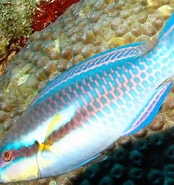 Image result for +"Scarus Iserti". Size: 174 x 185. Source: reefguide.org