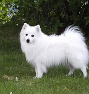 Bilderesultat for Spisshunder. Størrelse: 176 x 185. Kilde: www.japansk-spisshund.net