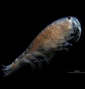 Image result for "microprotopus Maculatus". Size: 176 x 185. Source: www.marinespecies.org