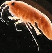 Image result for Rhachotropis helleri. Size: 183 x 185. Source: organism.fandom.com