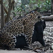 Image result for Jaguars. Size: 185 x 185. Source: www.zoochat.com