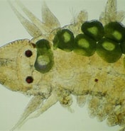Afbeeldingsresultaten voor "pseudomystides Limbata". Grootte: 176 x 185. Bron: www.aphotomarine.com