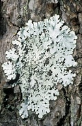 Image result for "pseudochirella Pustulifera". Size: 120 x 185. Source: lichenportal.org