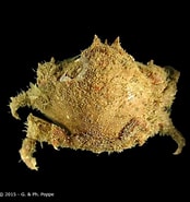 Afbeeldingsresultaten voor "cryptodromia Fallax". Grootte: 174 x 185. Bron: www.crustaceology.com