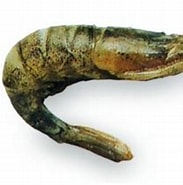Image result for Gewone garnaal Stam. Size: 183 x 156. Source: www.gastropedia.nl