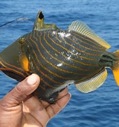 Afbeeldingsresultaten voor Trekkervissen Habitat. Grootte: 174 x 185. Bron: www.abc-sportvissen.be
