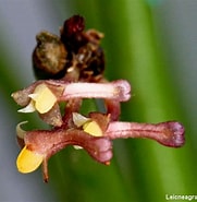 Afbeeldingsresultaten voor Leptostylis ampullacea Stam. Grootte: 181 x 185. Bron: orchidofsumatra.blogspot.com