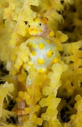 Image result for Muricella. Size: 120 x 185. Source: reefbuilders.com