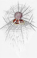 Afbeeldingsresultaten voor "arachnocorys Circumtexta". Grootte: 120 x 185. Bron: gallery.obs-vlfr.fr