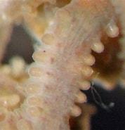 Image result for Sphaerodorum Gracilis. Size: 178 x 185. Source: www.asturnatura.com