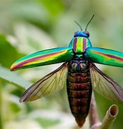 Image result for タマムシ 一覧. Size: 176 x 185. Source: insect.design