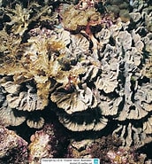 Afbeeldingsresultaten voor Physophyllia ayleni. Grootte: 172 x 185. Bron: www.meerwasser-lexikon.de
