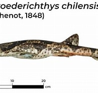 Image result for "schroederichthys Chilensis". Size: 195 x 174. Source: shark-references.com