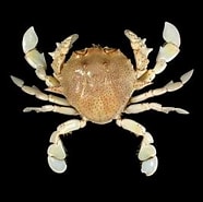 Image result for Ashtoret maculata Familie. Size: 186 x 185. Source: www.naturalart.be