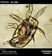 Image result for "caesaromysis Hispida". Size: 171 x 185. Source: www.st.nmfs.noaa.gov