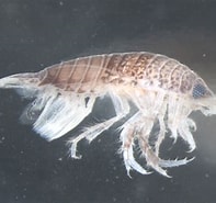 Image result for Eurydice grimaldii. Size: 197 x 185. Source: marinbiologene.no