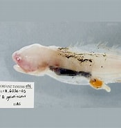Image result for "bythites Islandicus". Size: 175 x 185. Source: fishesofaustralia.net.au