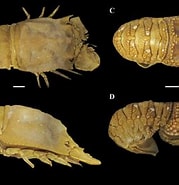 Image result for Scyllarides deceptor Geslacht. Size: 179 x 185. Source: www.researchgate.net