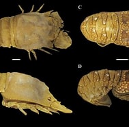 Afbeeldingsresultaten voor Scyllarides deceptor Orde. Grootte: 189 x 185. Bron: www.researchgate.net