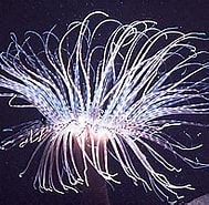 Image result for Spirularia. Size: 189 x 141. Source: en.wikipedia.org
