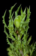 Image result for "hamacantha Papillata". Size: 120 x 185. Source: plantnet.rbgsyd.nsw.gov.au