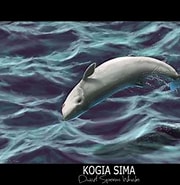 Image result for "kogia Simus". Size: 180 x 182. Source: angelmc18.deviantart.com