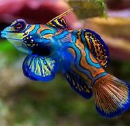 Afbeeldingsresultaten voor Fishes of the World Online. Grootte: 190 x 185. Bron: www.smashinglists.com