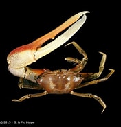 Image result for "uca Vocans". Size: 176 x 185. Source: www.crustaceology.com