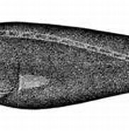 Afbeeldingsresultaten voor Gyrinomimus grahami. Grootte: 182 x 86. Bron: thewebsiteofeverything.com