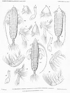 Image result for "haloptilus Major". Size: 140 x 185. Source: www.marinespecies.org