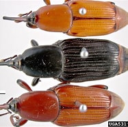 Afbeeldingsresultaten voor "pseudopallene Longicollis". Grootte: 187 x 185. Bron: www.insectimages.org