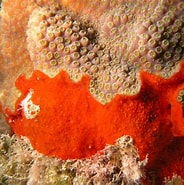Image result for Clathria Microciona bitoxa Klasse. Size: 184 x 185. Source: spongeguide.uncw.edu
