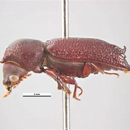Image result for "achaeus Trituberculatus". Size: 185 x 185. Source: www.agric.wa.gov.au