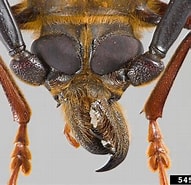 Image result for "ichnopus Spinicornis". Size: 191 x 185. Source: www.insectimages.org