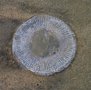 Afbeeldingsresultaten voor "rhacostoma Atlantica". Grootte: 186 x 185. Bron: www.inaturalist.org