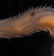 Image result for Eumida sanguinea. Size: 178 x 185. Source: www.aphotomarine.com
